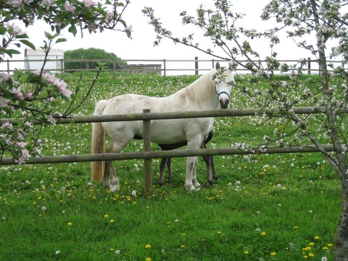 MØRKHØJ CONNEMARA
CONNEMARA PONYER AF OPRINDELIG TYPE, UD AF GODE BLODLINJER
