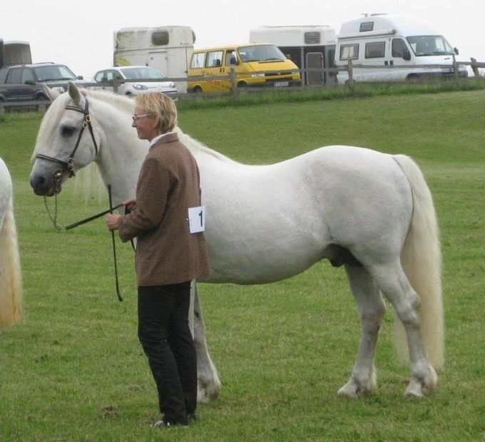 Kingstown Boy (Village Boy/Kingstown Molly) - 142 cm, skimmel
Født 1993
Kåret i Class 1 i Irland - vinder af 12 ugers materialprøve for alle connemara
Supreme Champion, Avlsforeningens Show, 2017, 24 point
Særdeles typefast lille hingst, som kan bruges til næsten alle hopper 

