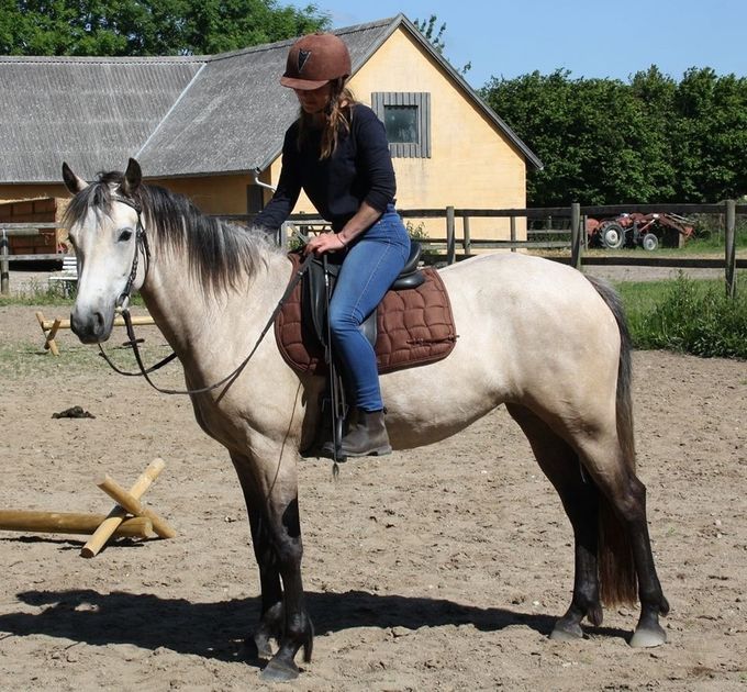 Mørkhøjs Hannah, 2013, nu ejet af Anne Skov, sommer 2017
(Hannah's Star/Glenayre Mystical Bobby/FF: Ashfield Bobby) Sparrow)