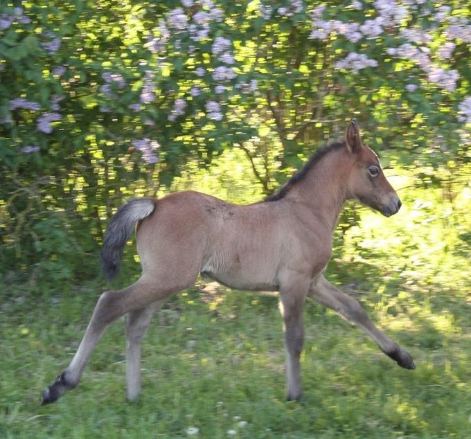 Mørkhøjs Alba, maj 2017 - Følchampion 2017
(Skatholm Kiki/Kingstown Boy)