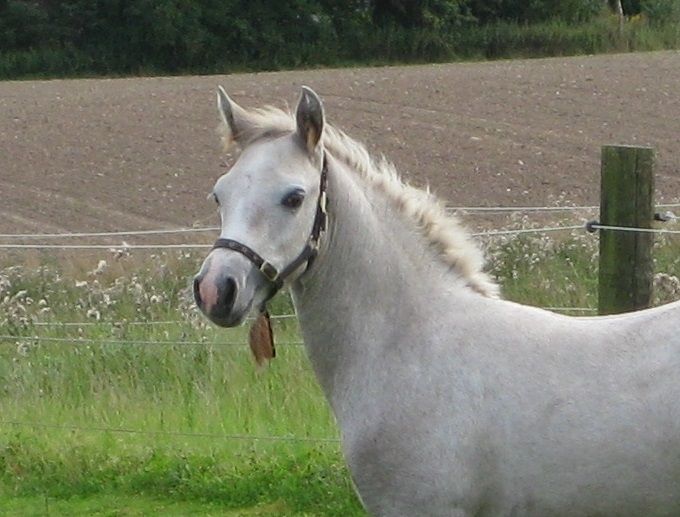Chilham Casablanca (Buttercup), 2017
(Lockinge Coriander/Cnocban Cassanova//MF Castle Comet)