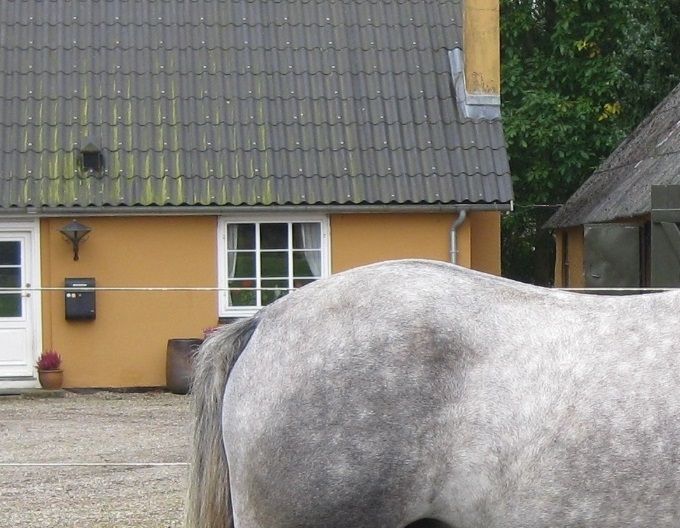 Mørkhøjs Meteor, 2014, hingsteplag, tidligt efterår 2017
(AC-Betti Woman af Engvang (Skousboe Morning Rock)/Kingstown Boy)