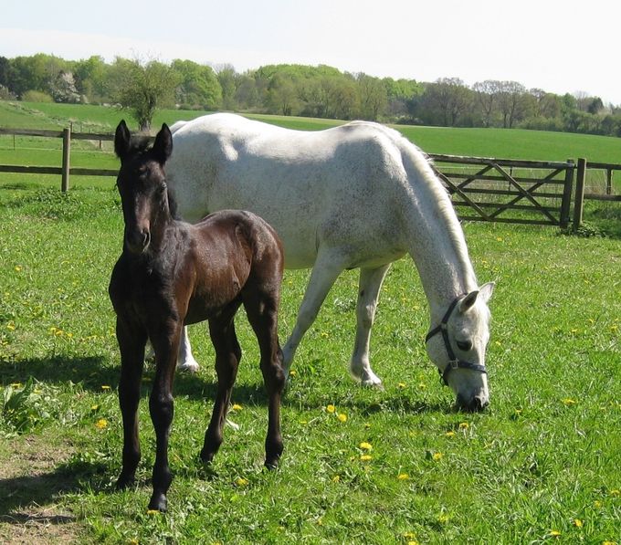 Mørkhøjs Magellan, April 2018
(Marge Rowley (MM: Tolka Bridge)/Silver Shadow)
