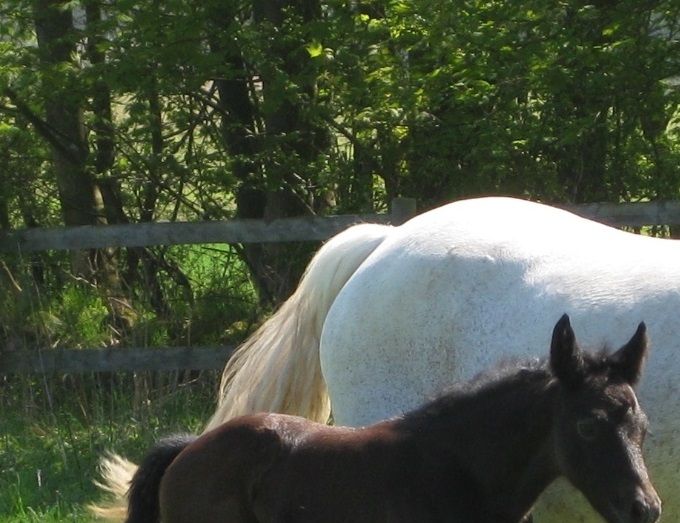 Marge Rowley, 2001 (Tolka Bridge/Rosenaharley Rowley)
Her med hingsteføl efter Silver Shadow, forår 2018
Show Champion 2021, 24 point