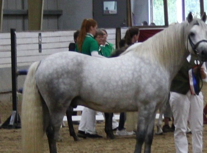Mørkhøjs Meteor, dansk kåret hingst, september 2020. 
148 cm, skimmel.
Født 2014 (Kingstown Boy // AC Betti Woman af Engvang)