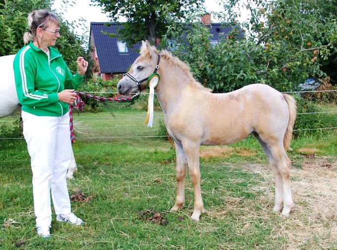 Mørkhøjs Nellie (Skatholm Kiki/Mørkhøjs Meteor) - følchampion 2021
Kikis anden følchampion